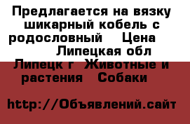 Предлагается на вязку шикарный кобель с родословный  › Цена ­ 10 000 - Липецкая обл., Липецк г. Животные и растения » Собаки   